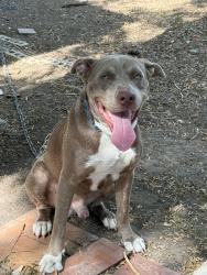 Reunited Male Dog last seen Paloma Lane, Harlingen, TX, Harlingen, TX 78552