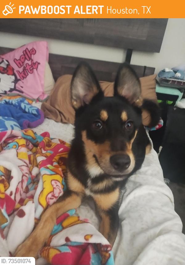 Found/Stray Male Dog last seen Near Greens Crossing Blvd apmt 711, Houston, TX 77038