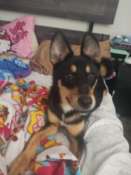 Found/Stray Male Dog last seen Near Greens Crossing Blvd apmt 711, Houston, TX 77038