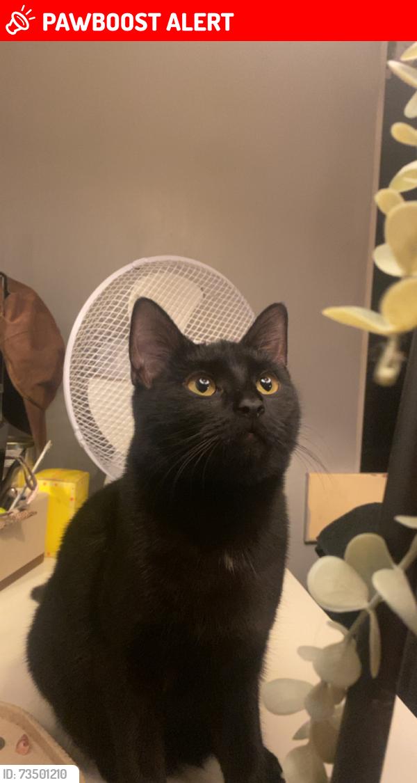 Lost Female Cat last seen asda super store, Devon, England TQ12 1FS