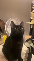 Lost Female Cat last seen asda super store, Devon, England TQ12 1FS