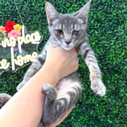 Shelter Stray Female Cat last seen , Animal Care & Control Team of Philly, 111 W Hunting Park Ave, Philadelphia, PA 19140, USA