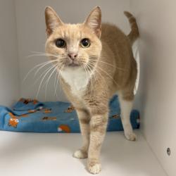 Shelter Stray Female Cat last seen , 244 Georgetown Rd, Jacksonville, NC 28540, USA