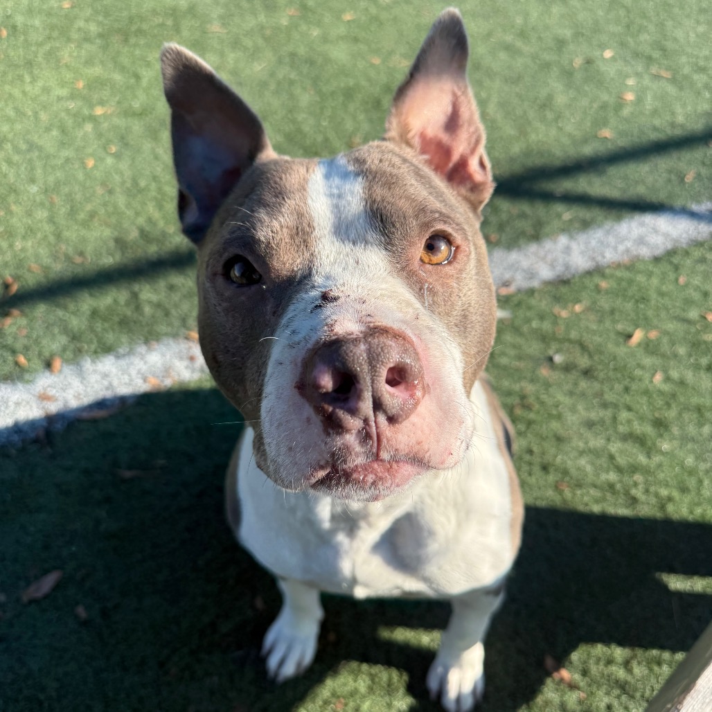 Shelter Stray Male Dog last seen , 2350 Appling City Cove, Memphis, TN 38133, USA