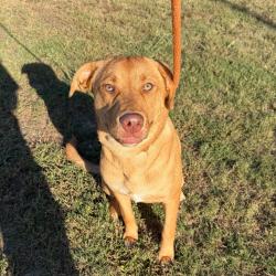 Shelter Stray Male Dog last seen , 2350 Appling City Cove, Memphis, TN 38133, USA