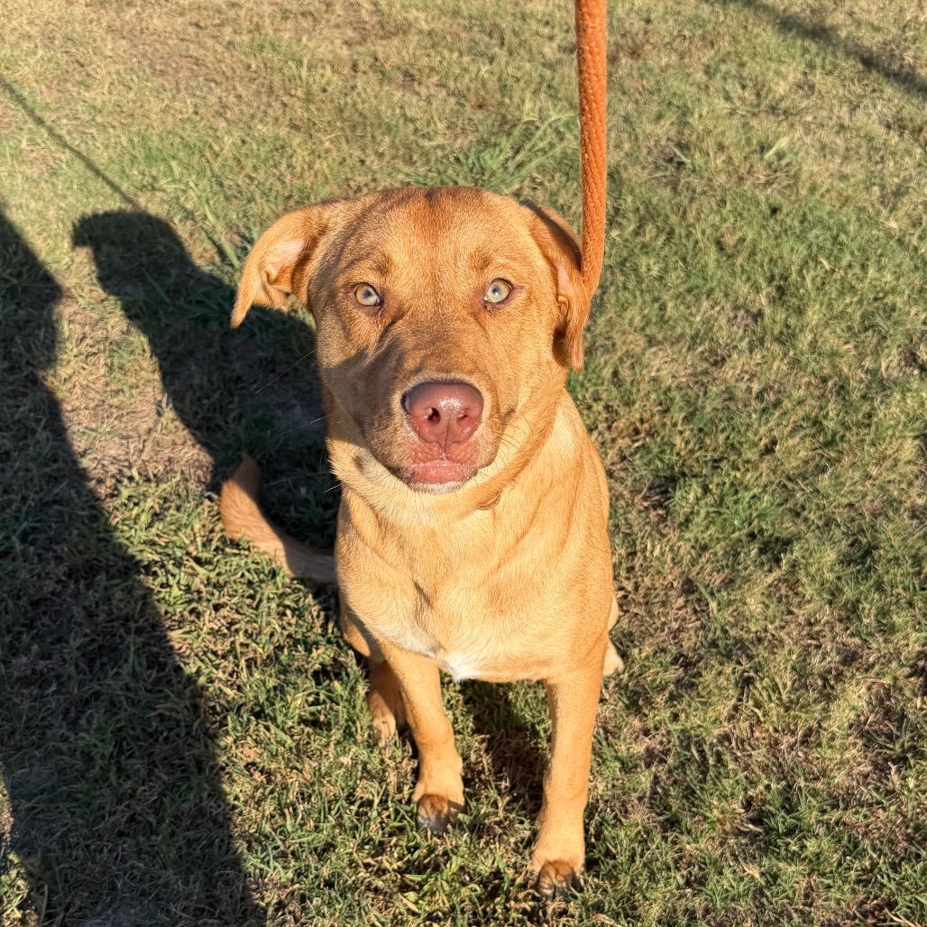 Shelter Stray Male Dog last seen , 2350 Appling City Cove, Memphis, TN 38133, USA