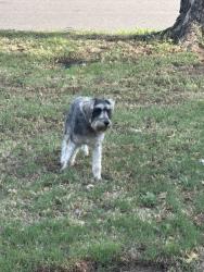 Reunited Female Dog last seen Carlisle and Graystone, The Village, OK 73120