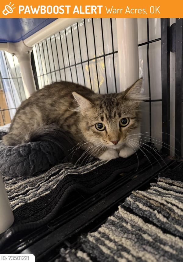 Found/Stray Female Cat last seen Near N Hammond, Warr Acres, OK 73122