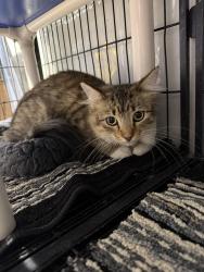 Found/Stray Female Cat last seen Near N Hammond, Warr Acres, OK 73122