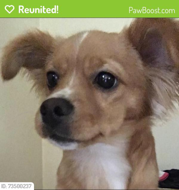 Reunited Male Dog last seen 89th and Main St, Kansas City, MO 64114