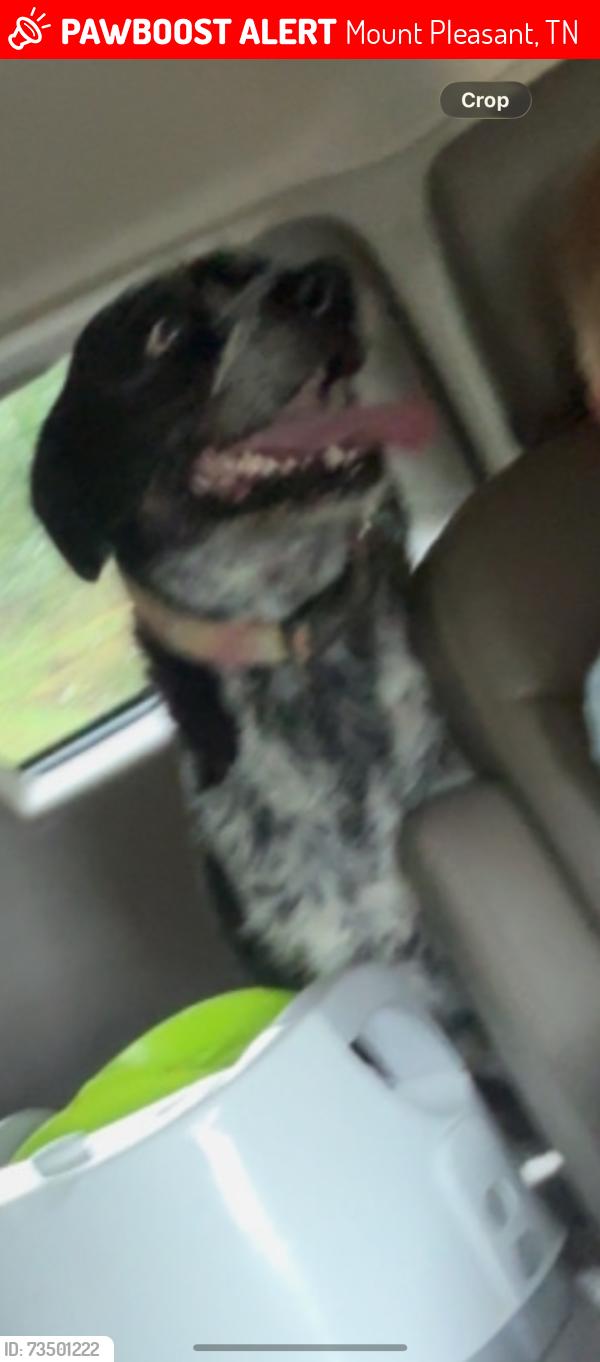 Lost Female Dog last seen Wheelerfield rd, Mount Pleasant, TN 38474
