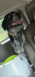 Lost Female Dog last seen Wheelerfield rd, Mount Pleasant, TN 38474