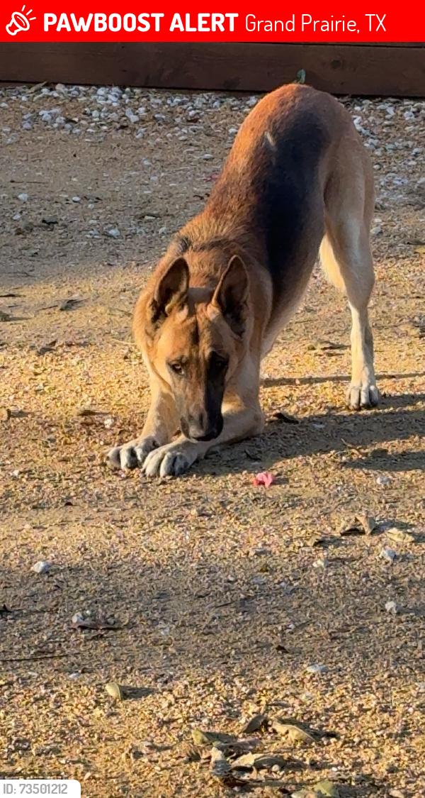 Lost Male Dog last seen Por super Mercado Rio grande, Grand Prairie, TX 75051