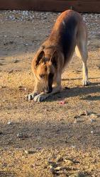 Lost Male Dog last seen Por super Mercado Rio grande, Grand Prairie, TX 75051