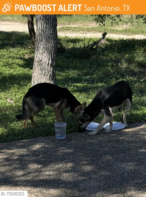 Found/Stray Female Dog last seen Near and Talley, San Antonio, TX 78253
