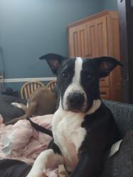 Reunited Male Dog last seen Juniper Pass Terrace, Ocala FL, Ocala, FL 34480