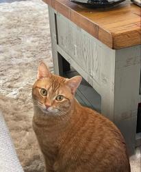 Lost Female Cat last seen RG27 9GG, Hampshire, England RG27 9GG