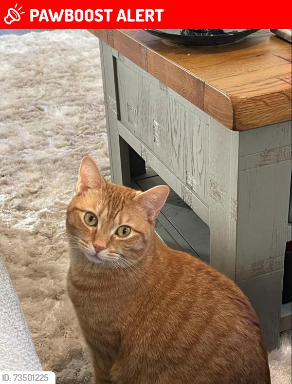 Lost Female Cat last seen RG27 9GG, Hampshire, England RG27 9GG