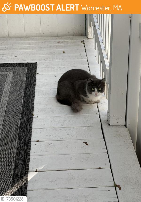 Found/Stray Unknown Cat last seen Park ave, Worcester, MA 01609