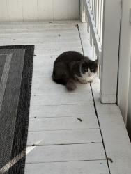 Found/Stray Unknown Cat last seen Park ave, Worcester, MA 01609