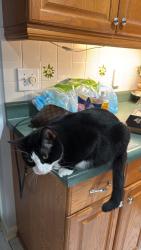 Lost Male Cat last seen Oak run street, San Antonio, TX 78247