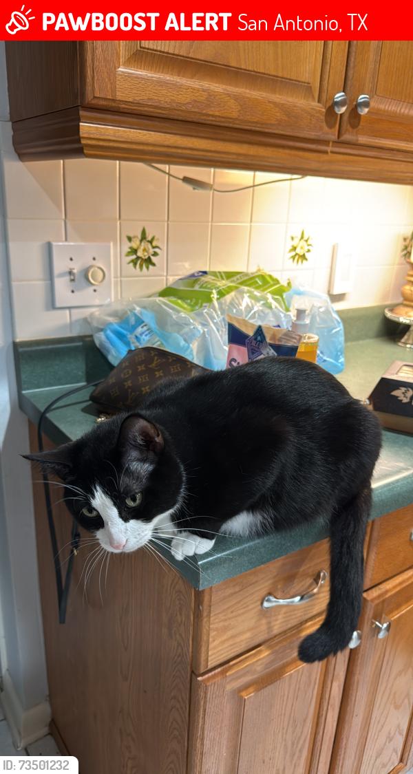 Lost Male Cat last seen Oak run street, San Antonio, TX 78247