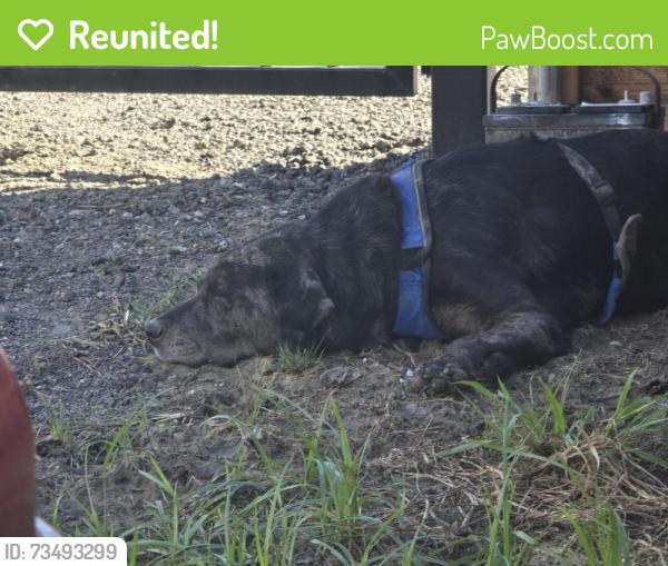 Reunited Male Dog last seen Rv park #4, Wylie, TX 75098