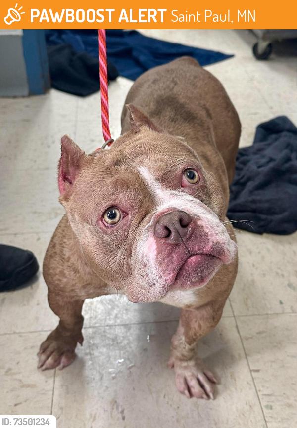 Found/Stray Female Dog last seen Temple Court and Finn, Saint Paul, MN 55104