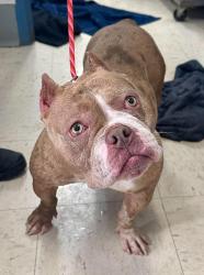Found/Stray Female Dog last seen Temple Court and Finn, Saint Paul, MN 55104