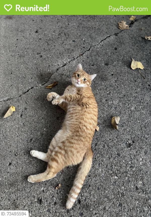 Reunited Male Cat last seen Hey 110 and Hwy 44, Mound, MN 55364