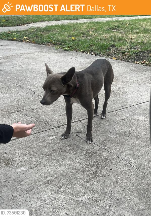 Found/Stray Male Dog last seen Shiloh & San Medina, Dallas, TX 75228