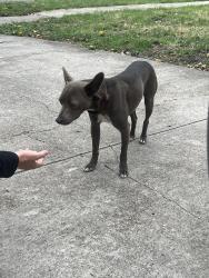 Found/Stray Male Dog last seen Shiloh & San Medina, Dallas, TX 75228