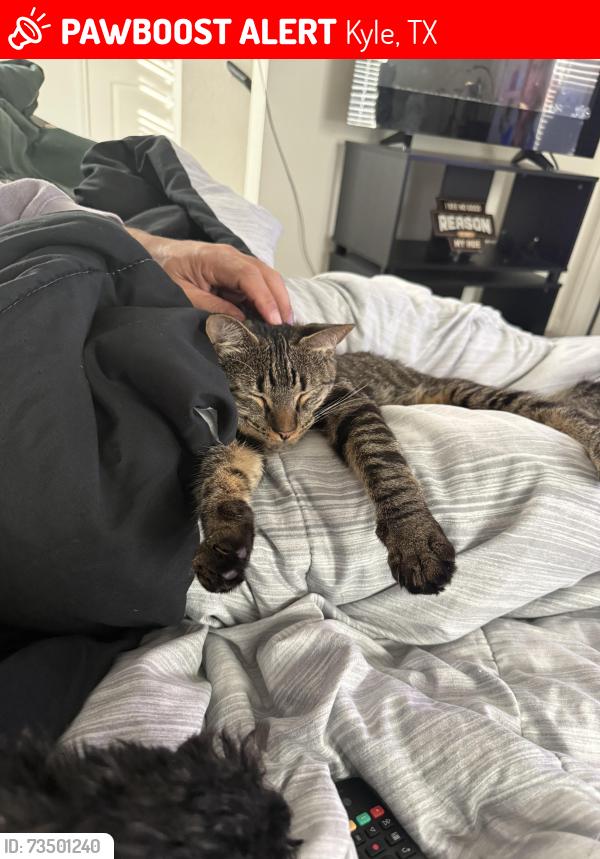 Lost Male Cat last seen Winding Creek Road and Bunton Creek Road, Kyle, TX 78640