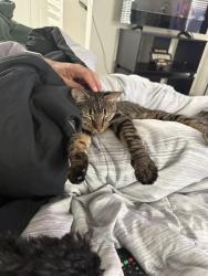 Lost Male Cat last seen Winding Creek Road and Bunton Creek Road, Kyle, TX 78640