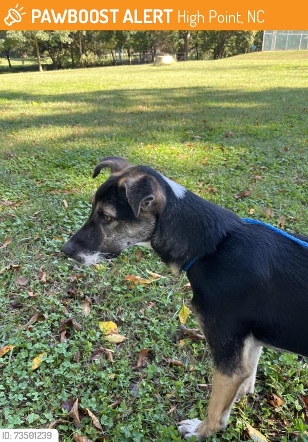 Found/Stray Female Dog last seen Penny and Greensboro Rd., High Point, NC 27260