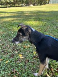 Found/Stray Female Dog last seen Penny and Greensboro Rd., High Point, NC 27260