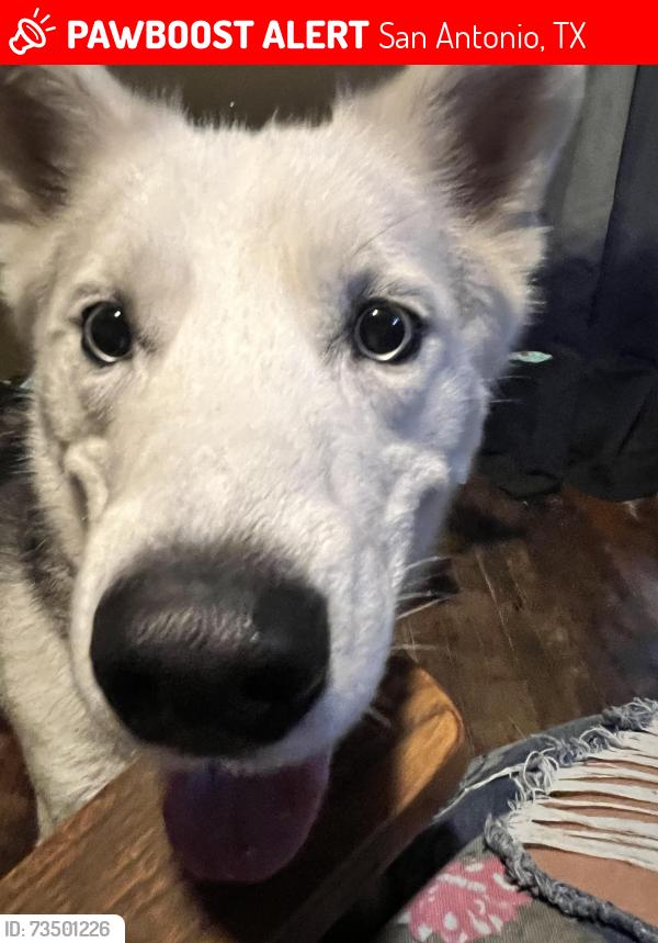 Lost Male Dog last seen Monarca Motors Inc, San Antonio, TX 78214