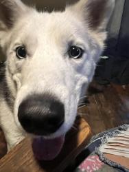 Lost Male Dog last seen Monarca Motors Inc, San Antonio, TX 78214