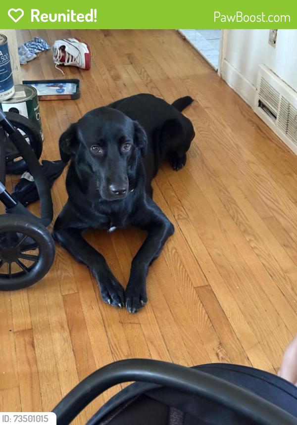 Reunited Male Dog last seen Rue morin, Châteauguay, QC 
