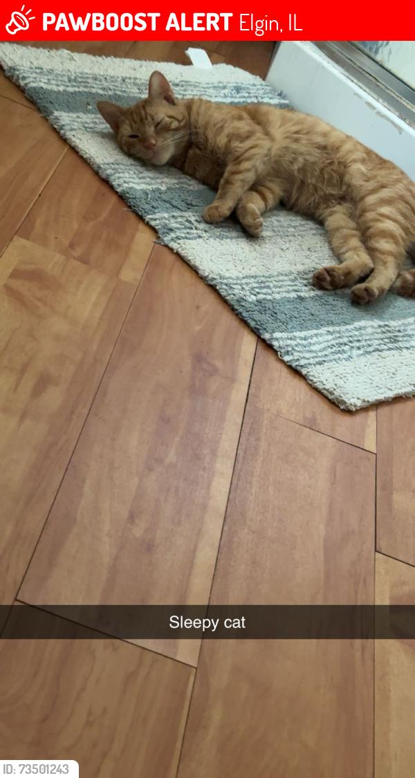 Lost Male Cat last seen Liberty st, Elgin, IL 60120