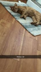 Lost Male Cat last seen Liberty st, Elgin, IL 60120