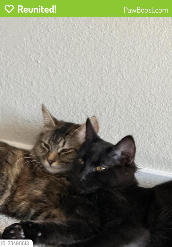 Reunited Male Cat last seen Near Maple street, Bremerton, WA 98310