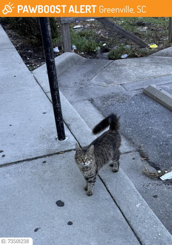 Found/Stray Unknown Cat last seen Dollar Tree, Greenville, SC 29605