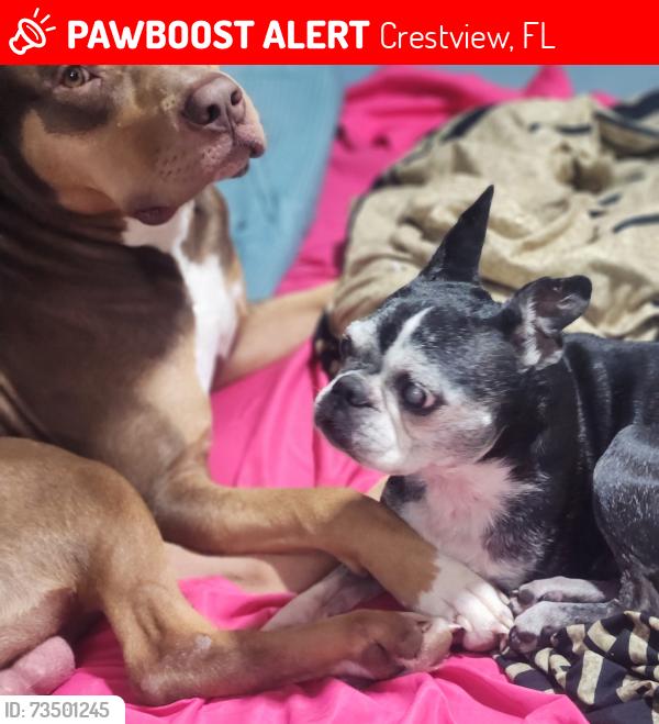 Lost Female Dog last seen Mt Olive .. Randi rde ... Lake view and youpon, Crestview, FL 32539