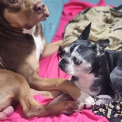 Lost Female Dog last seen Mt Olive .. Randi rde ... Lake view and youpon, Crestview, FL 32539