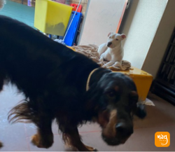 Reunited Female Dog last seen Bar Ave and Lewelling, Ashland, CA 94580