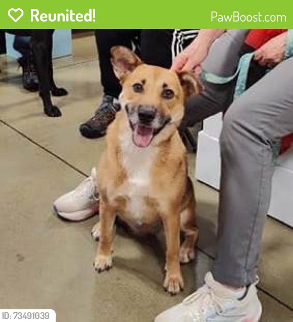 Reunited Female Dog last seen Elms at Arcola, Sterling, VA 20166