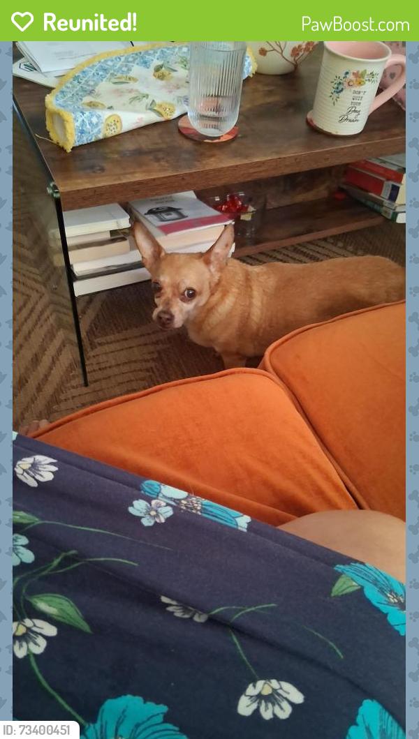 Reunited Male Dog last seen Classic and Yale, Holiday, FL 34691
