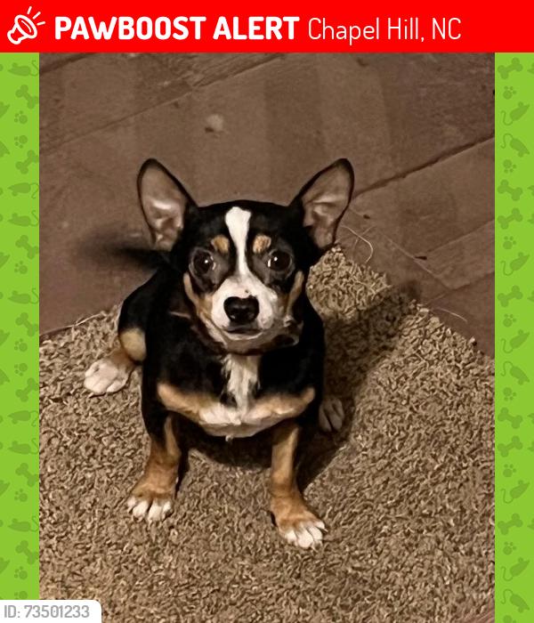 Lost Male Dog last seen Big woods road near northeast district park, Chapel Hill, NC 27517