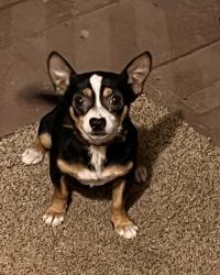 Lost Male Dog last seen Big woods road near northeast district park, Chapel Hill, NC 27517